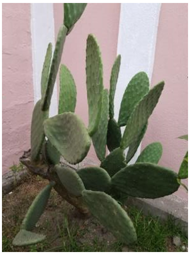 Figura 2